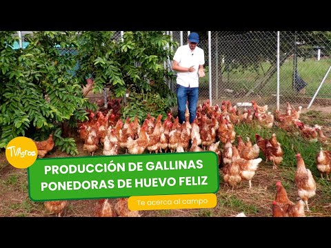 Producción de gallinas ponedoras de huevo feliz - TvAgro por Juan Gonzalo Angel Restrepo