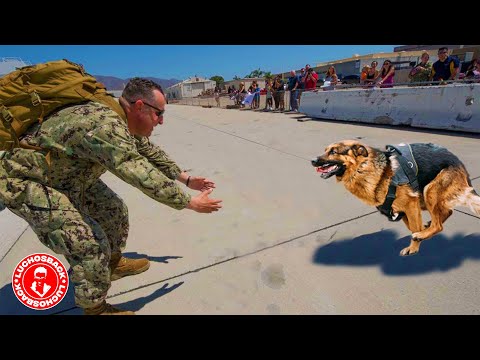 REUNIONS BETWEEN DOGS AND HUMANS THAT WILL BRING SO MUCH HAPPINESS TO YOUR HEART ❤️