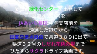 愛知県緑化センター近くから新城市しだれ花桃の里までのサクラドライブです。