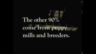 "Speechless" PSA for Shelter Animals