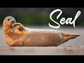 Seal Barks | Sound Effect (Copyright Free)