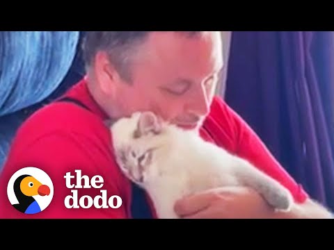 Dog-Person Guy Begs His Wife To Adopt Shelter Cat  | The Dodo Foster Diaries