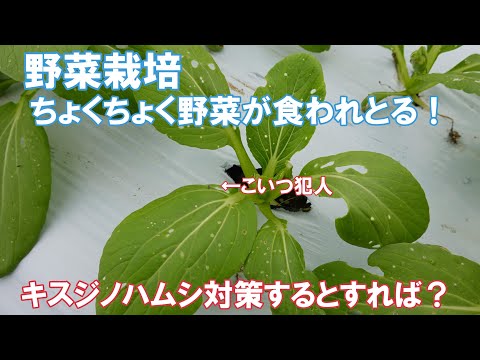 庭の害虫：プラムの虫と戦うにはどうすればよいですか？  庭園