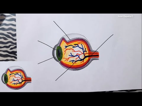 Como desenhar um olho e suas partes (nomes na descrição)