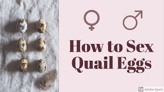 ARE MY QUAIL EGGS MALE OR FEMALE (+ how I hatch my quail!!)
