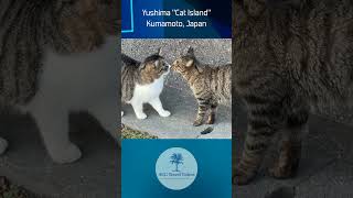 Yushima "Cat Island" - Kumamoto, Japan