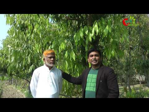 ১ বিঘা তেজপাতার বাগান থেকে বছরে আয় ৪-৫ লক্ষ টাকা-নীলফামারী ডোমারের কৃষক দুলালের সাফল্য