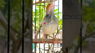 Download lagu Pancingan Prenjak Betina. Shorts# mp3 Download lagu Pancingan Prenjak Betina. Shorts# mp3