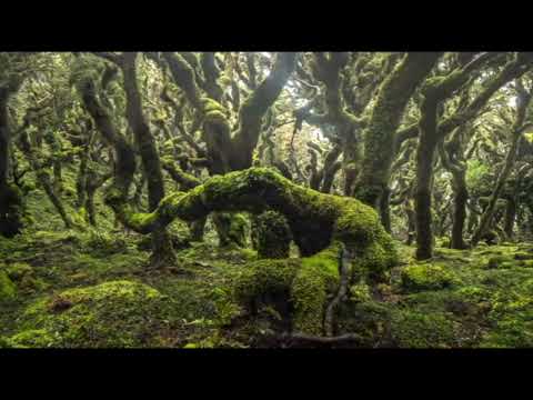 Opwekking 068 Zing halleluja voor de Heer