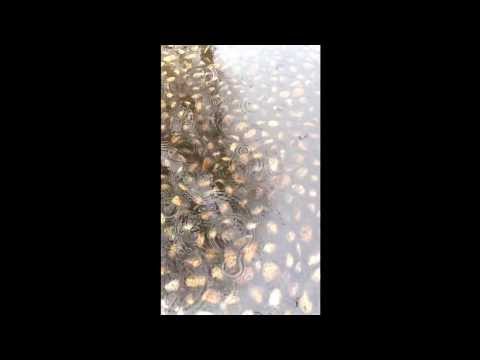 Fuochi d'artificio di pioggia in Slow Motion