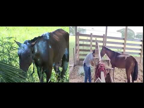 From Cruelty to Compassion Wannie the Horse Continues Healing Journey