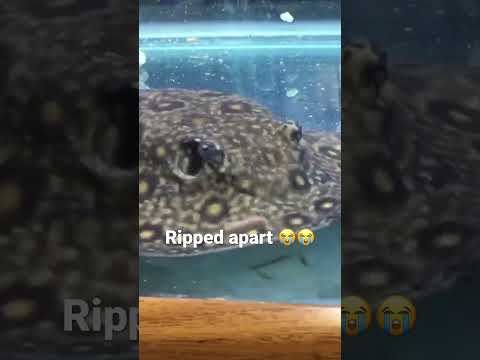 Pet stingray was ripped apart!