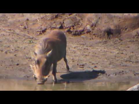 Lone warthog drinking at Africa Waterhole cam. 23 January 2017