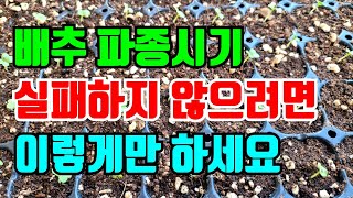 김장배추 파종시기 이렇게만하면 실패없이 싹이 잘나요