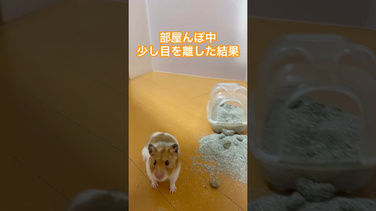 トイレの女神様（自称🐹）に会いました🚽 #hamster #ハムスター #shorts #ハムスターかわいい面白い #ハムスターのいる生活