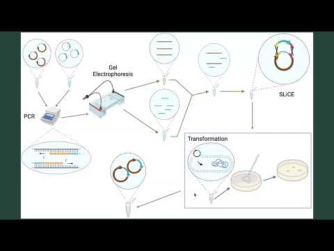 <p>Protein-Protein Interactions between Interleukin-17 receptor A (IL17RA) and the SARS-CoV2 ORF8 Protein</p>
