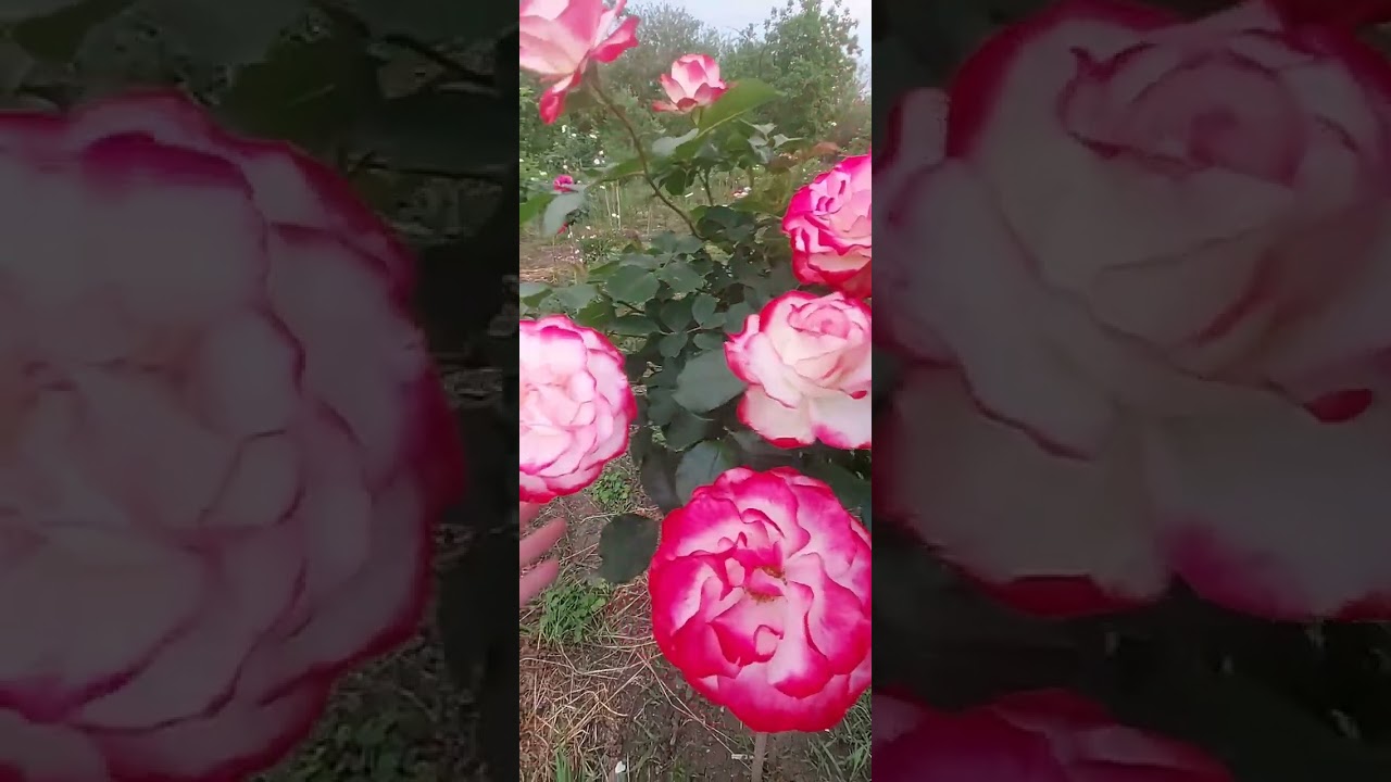 Роза на штамбе Юбилей Принца Монако