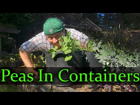 Growing Peas In Containers