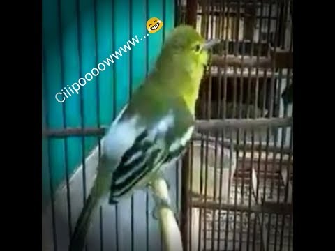 Cipoh Novyj Trend Smotret Onlajn Na Sajte Trendovi Ru