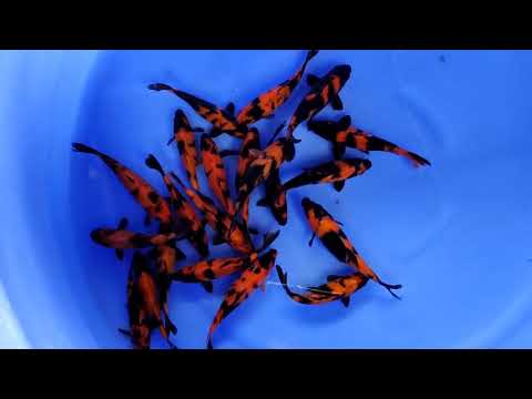 Watch Video on YouTube