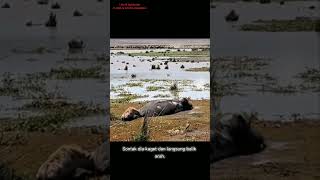 Download lagu Hyena ini salah Sasaran❗❗❗ mp3