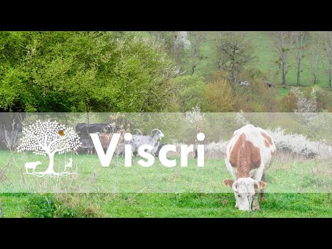 Hudewald von Deutsch-Weißkirch (Viscri)