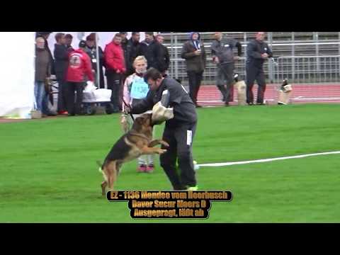 2017 SV BSZS in Ulm TSB part 141 EZ Mondeo vom Heerbusch