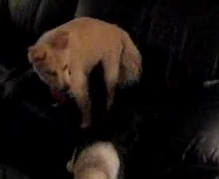 Eskie vs the New Border Collie 20 minutes later