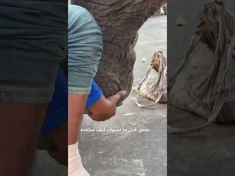 أجمل لحظة إنسانية: إنقاذ فيل يصرخ من الوجع! 🙏🐘 #shorts  ( @Boonperm. )