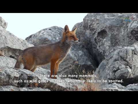 Birding Mlaga. El Torcal