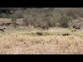 Leopard Jumps Out Of Nowhere To Catch A Wildebeest