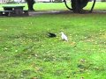 Crow Seagull Fight In The Park