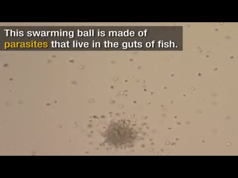 Watch Video on YouTube