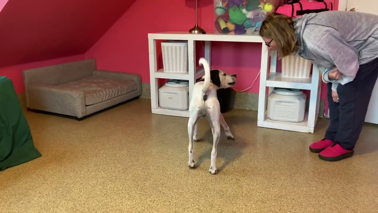 Domino, a Adoptable mixed breed in Fairfax Station, VA video 6/6