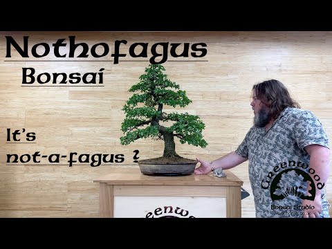 Nothofagus Bonsai !!! - Greenwood Bonsai