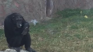 This chimp smokes a pack of cigarettes a day