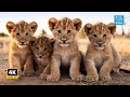 ADORABLE Baby Lion Cubs Moments In Serengeti National Park Tanzania