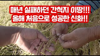 매년 수도작 쌀 재배 실패한 이땅에서 올해 처음으로 수확량 좀 나오겠네!! 해남 간척지 땅살리기 운동!!