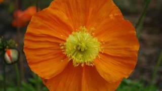 God Doesn&#39;t Make Mistakes - Down syndrome song CD