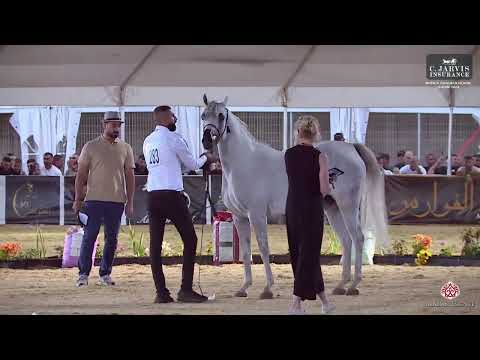 N 283 SWEET MARK K A   Manda Arabian Horse Show   Mares 2019 A Class 27
