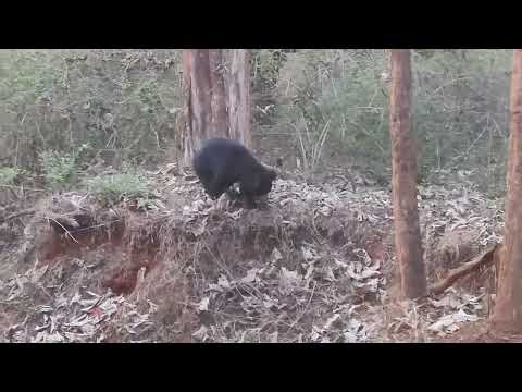 Bandipur tiger reserve forest...  🐻 Bear