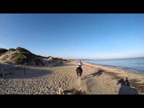 Galoppo in spiaggia - beach gallop horse
