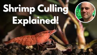 How and Why I Cull My Red Cherry Shrimp