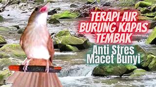 Download lagu Terapi Air & Kapas Tembak Untuk Burung Stres Macet Bunyi mp3
