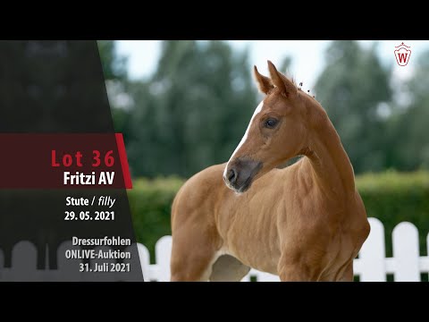 Onlive-Auktion Dressurfohlen Lot 36 Fritze AV Stute v. Franz Joseph Junior - Sir Heinrich