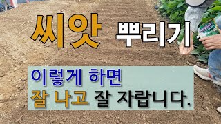 씨앗 뿌리기 이렇게 하면 잘 나고 잘 자랍니다. #주말농장 #씨 뿌리기 #필레오TV #텃밭 가꾸기.