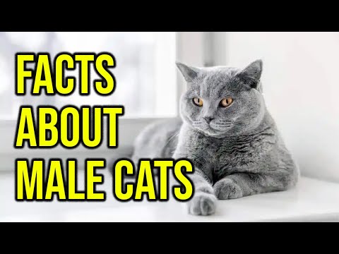 10 Surprising Facts About Male Cats
