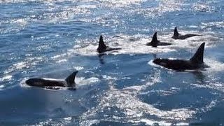 Orcas in Active Pass, Galiano Island BC - Canada (wow!)