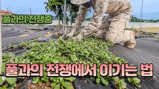 【잡초 풀과의 전쟁 이기는법】 새벽부터 저녘까지 풀 뽑기 