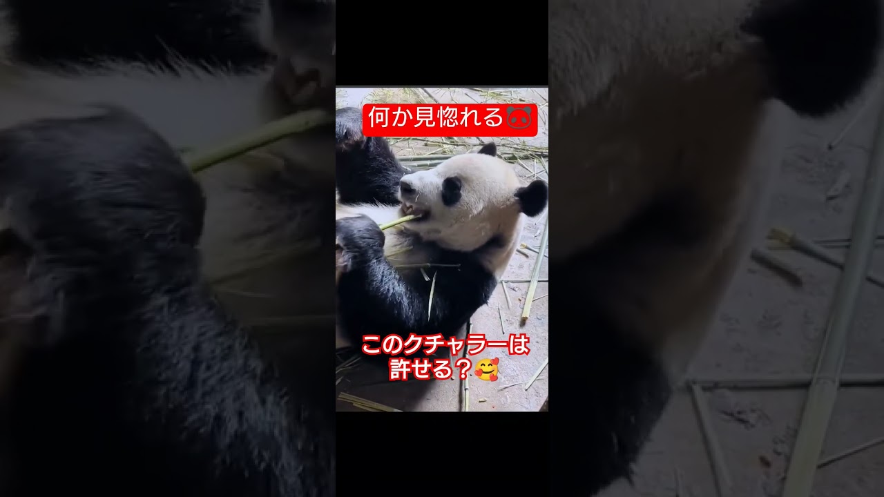 【癒しのパンダ】美味しくたべるご飯#shorts #動物 #かわいい